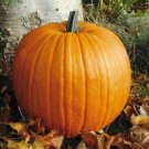 Conneticut Field Pumpkin Each Fresh Seeds Fast Shipping