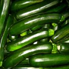 Dark Green Squash Seeds Only 48 Days Till Harvest Fresh Seeds Fast Shipping