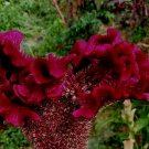 Dark Purple Brain Celosia 50 Seeds 34 Ft Tall Fresh Seeds Fast Shipping