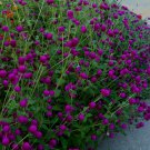 Dark Purple Gomphrena 25 Seeds We Sell Over 1000 Kinds Of Seeds Fresh Seeds Fast Shipping