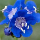 Deep Blue California Bluebells 50 Seeds Zone 39 Fresh Seeds Fast Shipping
