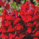 Defiance Snapdragon Seeds Red 100 Seeds Fresh Seeds Fast Shipping