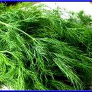Dill Long Island Mammoth 200 Seeds Make Your Own Dill Pickles Fresh Seeds Fast Shipping