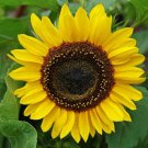 Domino Sunflower Seeds For Over 900 Kinds Of Seeds Fresh Seeds Fast Shipping