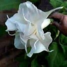 Double White Devil Trumpet Datura 10 Seeds Huge Blooms 45 Ft Tall Fresh Seeds Fast Shipping