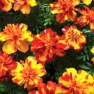 Dwarf Bolero Marigold 25 Seeds Beautiful Blooms Fresh Seeds Fast Shipping