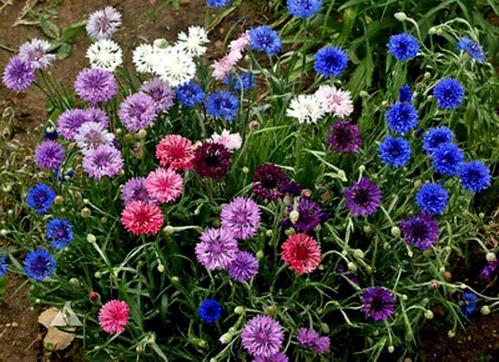 Dwarf Cornflower Seeds Polka Dot Mix Fresh Seeds Fast Shipping