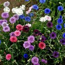 Dwarf Cornflower Seeds Polka Dot Mix Fresh Seeds Fast Shipping