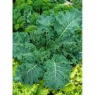 Dwarf Essex Seeds Grows Fast Fresh Seeds Fast Shipping