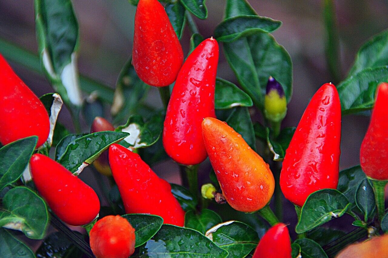 Dwarf Red Salsa Pepper Seeds Fresh Seeds Fast Shipping