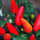 Dwarf Red Salsa Pepper Seeds Fresh Seeds Fast Shipping