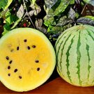 Early Moonbeam Watermelon Seeds Fresh Seeds Fast Shipping