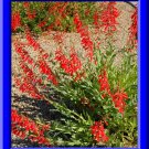 Eastons Penstemon Penstemon Eatonii 50 Seeds Hummingbird Plant Fresh Seeds Fast Shipping