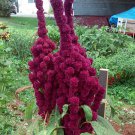 Elephant Head Amaranth 45 Ft Tall Fresh Seeds Fast Shipping