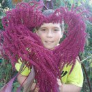 Ellens Purple Amaranth Fresh Seeds Fast Shipping