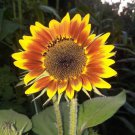 Evening Sun Sunflower 15 Seeds Over 900 Kinds Of Seeds Fresh Seeds Fast Shipping
