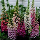 Excelsior Foxglove Seeds 100 Seeds Fresh Seeds Fast Shipping