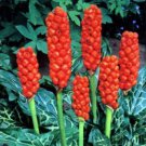 Funky Arum Italicum Marmoratum 10 Seeds Fresh Seeds Fast Shipping