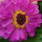 Giant Lavender Zinnia Seeds Huge Beautiful Blooms Fresh Seeds Fast Shipping