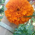 Giant Orange Hawaii Marigold 25 Seeds Massive 4 Inch Blooms Fresh Seeds Fast Shipping