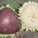 Giant White Seeded Sunflower 10 Seeds Solid White Massive Seed Heads Fresh Seeds Fast Shipping