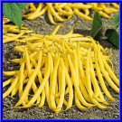 Golden Wax Bean Seeds 30 Seeds Great Taste Beautiful Bright Color Fresh Seeds Fast Shipping