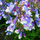 Hairy Beardtonguepenstemon Hirsutus 50 Seeds Hardy Perennial Fresh Seeds Fast Shipping