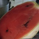 Halberts White Honey Watermelon Seeds Fresh Seeds Fast Shipping