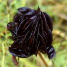 Hardy Illinos Bundleflower Seeds Cool Seed Pods Fresh Seeds Fast Shipping
