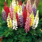 Hardy Russell Lupine Mix 20 Seeds Many Bright Colors Fresh Seeds Fast Shipping