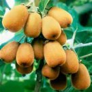 Hayward Kiwi Vine Seeds Great Sweet Taste 15 Seeds Fresh Seeds Fast Shipping