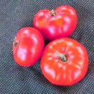 Hazelfield Farm Tomato 20 Seeds We Sell Over 300 Types Of Tomatoes Fresh Seeds Fast Shipping