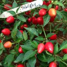 Holiday Time Pepper Seeds Fresh Seeds Fast Shipping