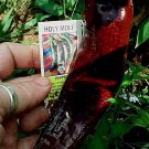 Holy Mole Pepper Seeds For Dried Seasoning Mole Sause 10 Seeds Fresh Seeds Fast Shipping