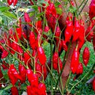 Hot Paper Lantern Pepper Seeds Loads Of Beautiful Hot Peppers Fresh Seeds Fast Shipping