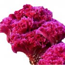 Hot Pink Frilly Brain Celosia 25 Seeds Fresh Seeds Fast Shipping