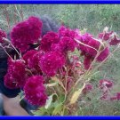 Hot Purple Frilly Head Brain Celosia 30 Seeds Old Amish Plant Fresh Seeds Fast Shipping