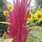 Hot Purple Single Head Amaranth 25 Seeds Fresh Seeds Fast Shipping