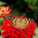 Huge Cherry Queen Zinnia 20 Seeds Over 2 Foot Great Cut Flowers Fresh Seeds Fast Shipping
