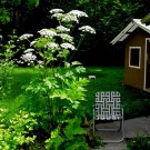Huge Cow Parsnip Indain Celery Heracleum Lanatum 8 Ft Tall 15 Seeds Fresh Seeds Fast Shipping