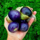 Huge Purple Tomatillo Perfect For Cooking Fresh Seeds Fast Shipping