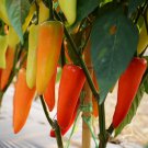 Hungarian Sweet Wax Peppers 20 Seeds Fresh Seeds Fast Shipping