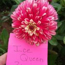 Ice Queen Zinnia Seeds Large Beautiful Blooms Fresh Seeds Fast Shipping