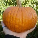 Iron Man Pumpkin Seeds Small Tough Fresh Seeds Fast Shipping