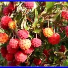 Japanese Dogwood Tree Seeds Grows Edible Berries Fresh Seeds Fast Shipping