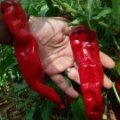Japanese Entero Pepper Seeds Fresh Seeds Fast Shipping