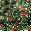 Jerusalem Cherry Seeds 15 Seeds Fresh Seeds Fast Shipping