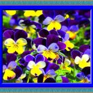 Johnny Jumpup Helen Mount 30 Seeds Reseeds Fresh Seeds Fast Shipping