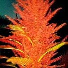 Juanas Orange Amaranth 25 Seeds 68 Ft Tall Fresh Seeds Fast Shipping