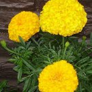 Jumbo Yellow Crackerjack Marigolds 25 Seeds Fresh Seeds Fast Shipping